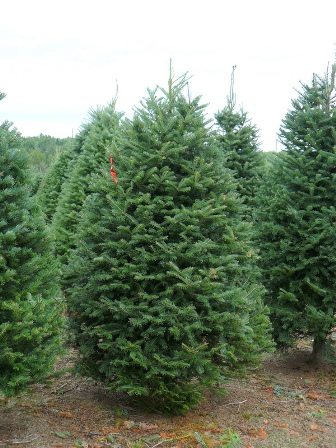 El autor recomienda que si va a comprar un árbol de Navidad natural se asegure que haya sido cultivado sin pesticidas. (tomado de creteplant.com)