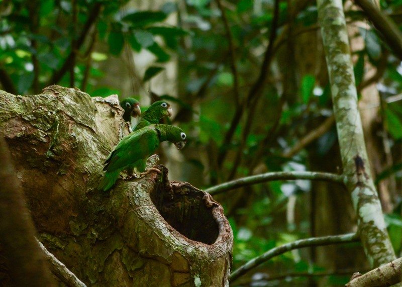 Se observan cotorras puertorriqueñas en un nido en estado silvestre por el Bosque Estatal de Río Abajo, en Utuado. (foto por Tanya Martínez)