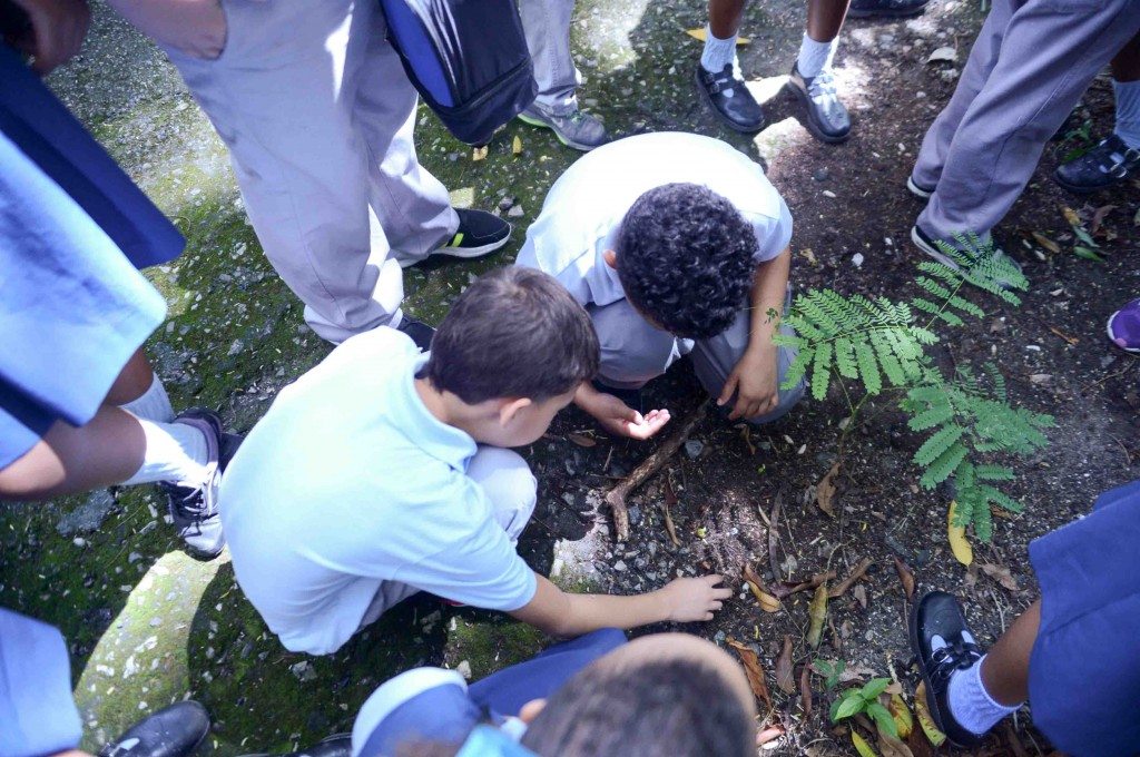 Es la primera vez en Puerto Rico que se establece una cantidad mínima de horas contacto con la naturaleza por cada semestre para que los estudiantes visiten áreas naturales protegidas o participen en actividades de aprendizaje o voluntariado a favor del medioambiente.