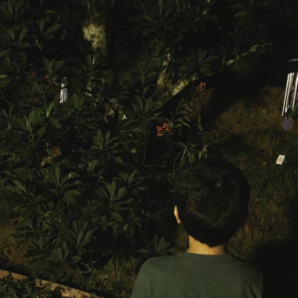 Los beneficios de los árboles y el jardín nocturno – Atabey