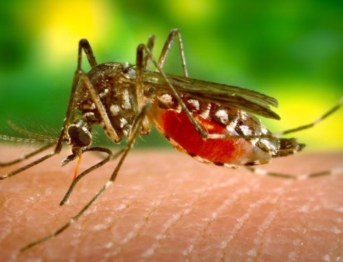 El zika se burla de la fumigación aérea
