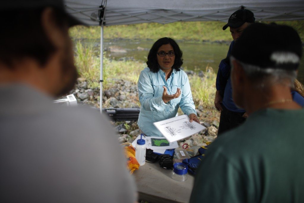 La bióloga doctora Concepción Rodríguez, realiza un estudio con voluntarios sobre el comportamiento de los camarones de río en el Río Grande de Manatí en el área de Mata de Plátano en Ciales. (fotos suministradas por Ciudadano Científico)