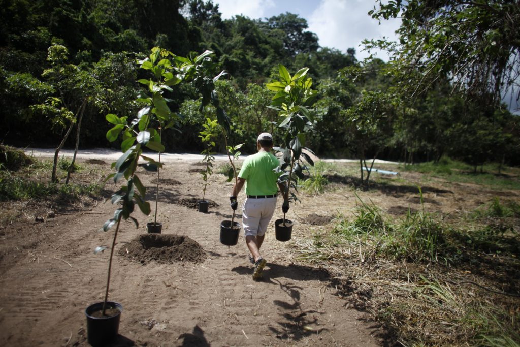 Siembra de 300 árboles en la riviera de Río Grande de Manatí por empleados voluntarios de UPS.